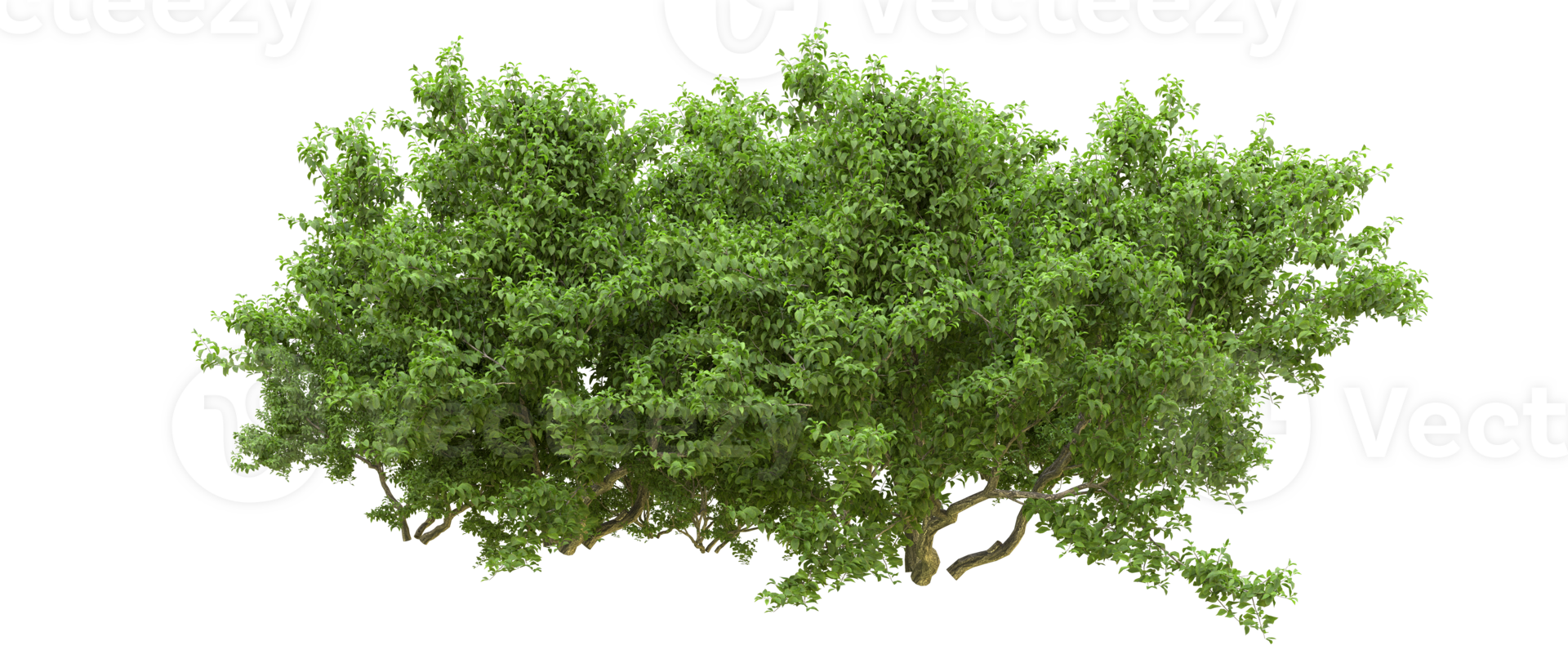 Green forest isolated on background. 3d rendering - illustration png