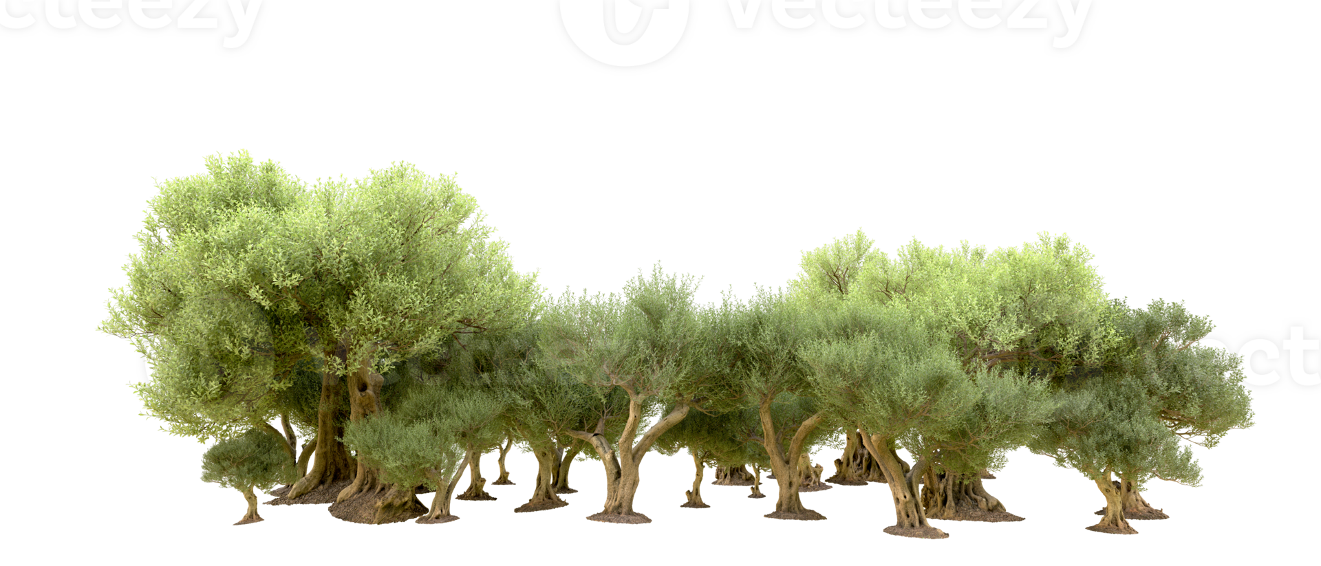 Green forest isolated on background. 3d rendering - illustration png