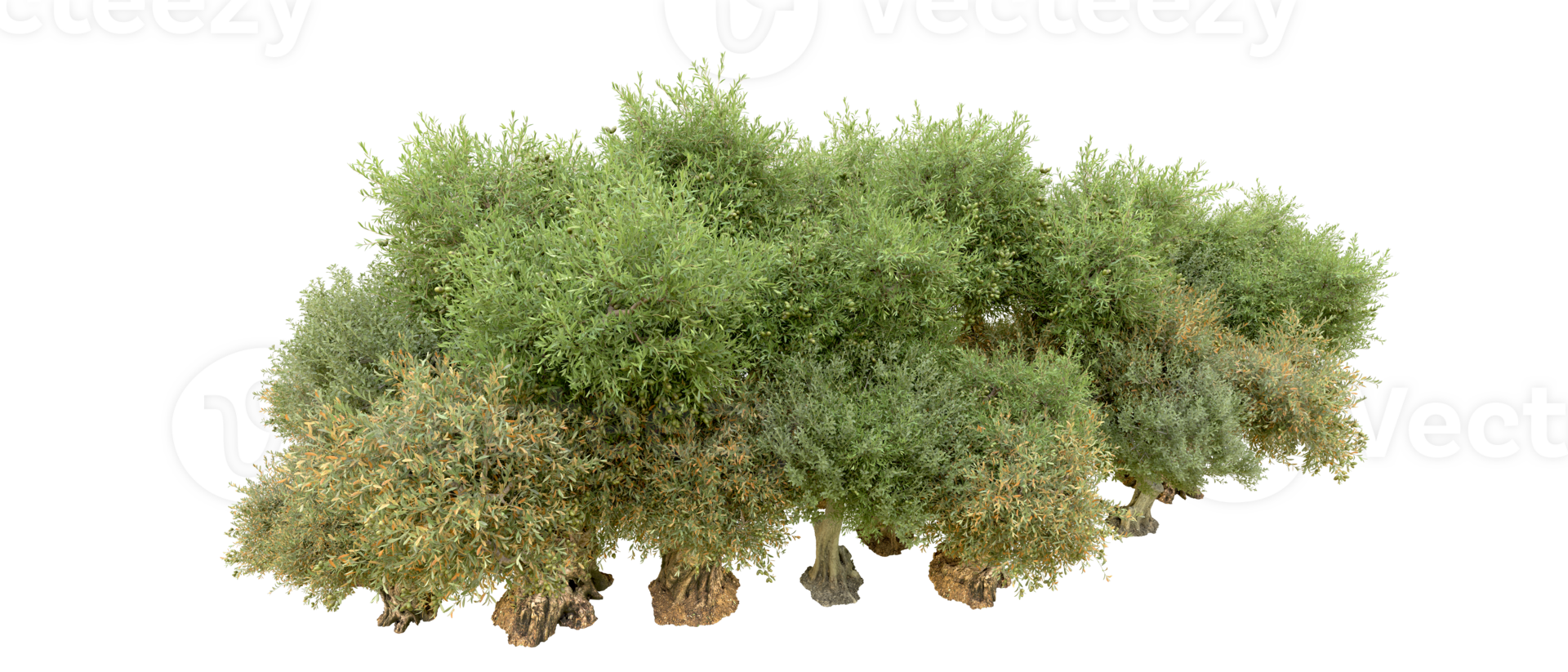 Green forest isolated on background. 3d rendering - illustration png