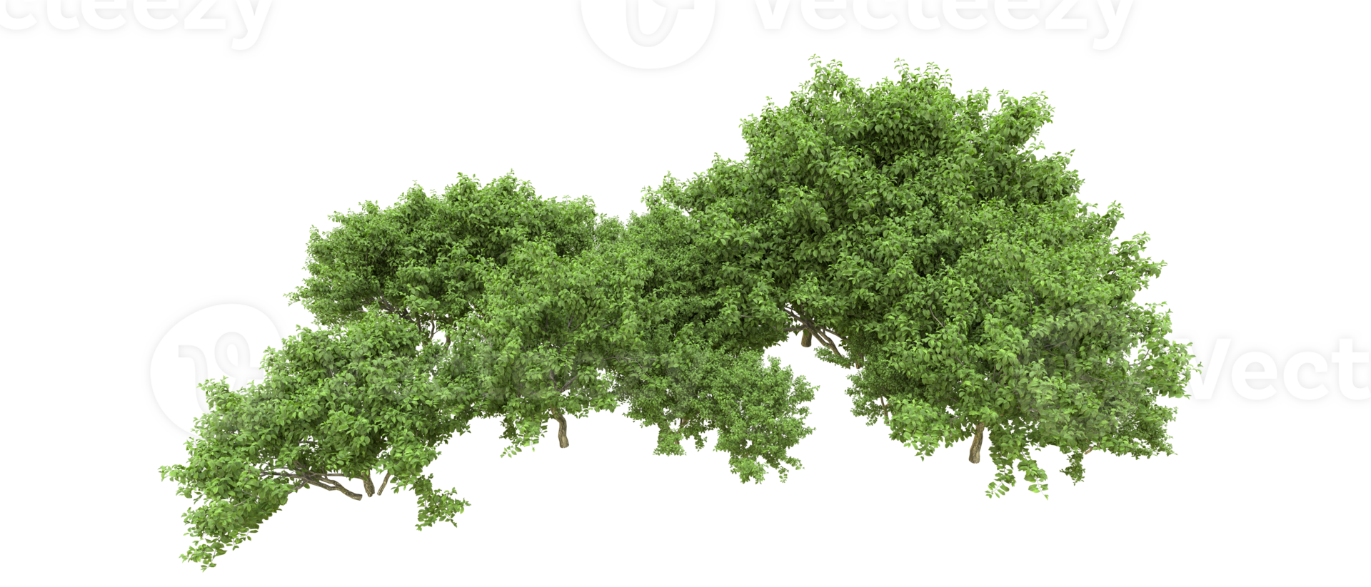 Green forest isolated on background. 3d rendering - illustration png