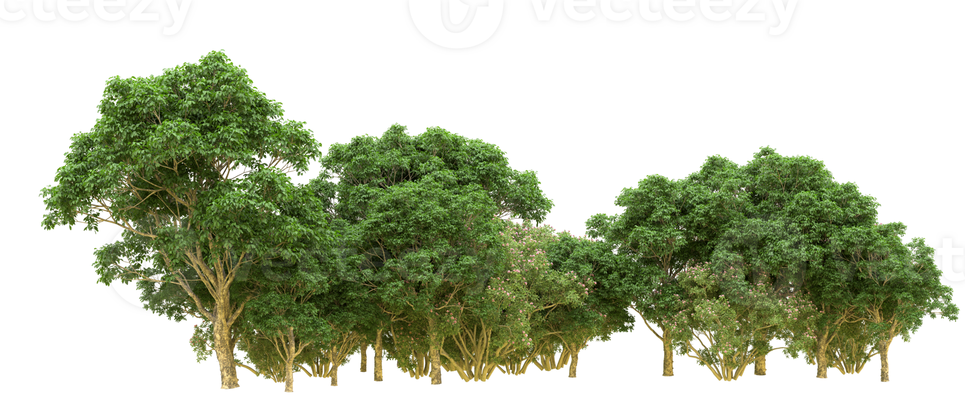 Green forest isolated on background. 3d rendering - illustration png