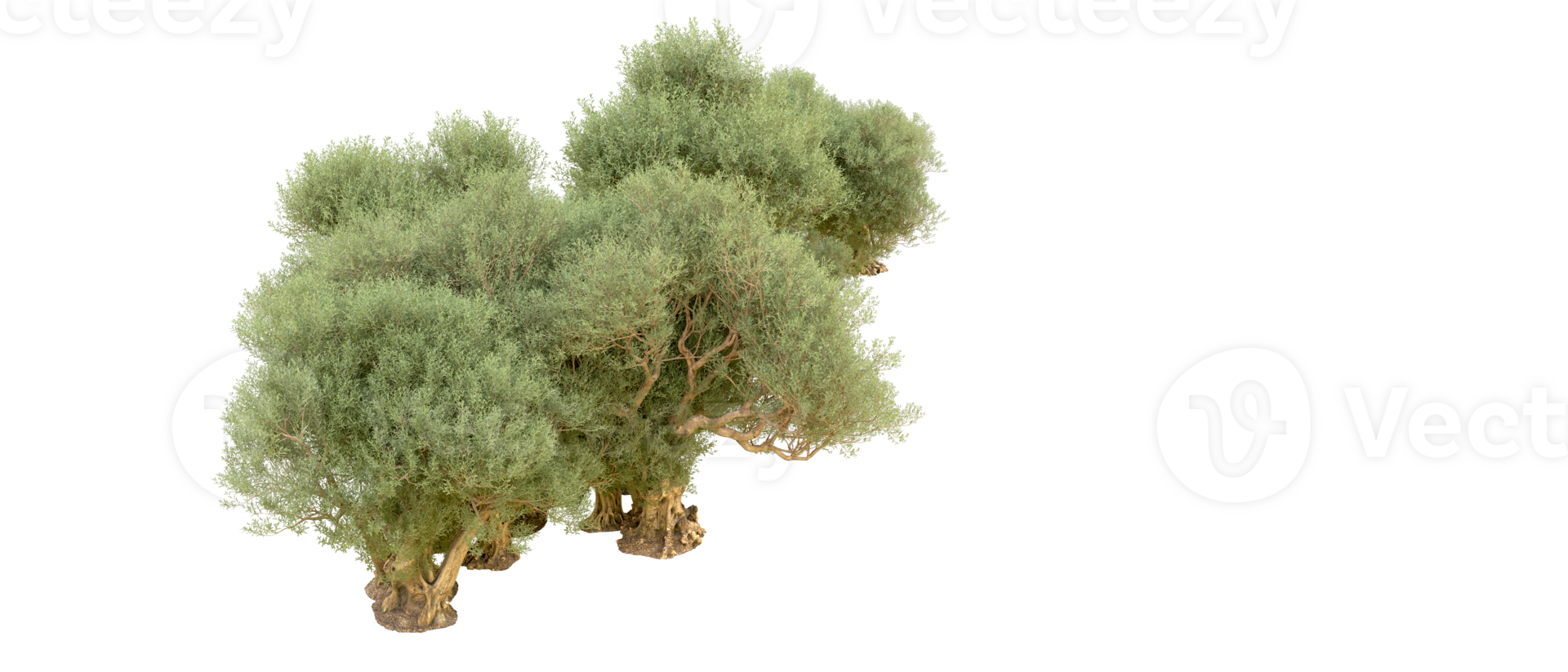 Green forest isolated on background. 3d rendering - illustration png