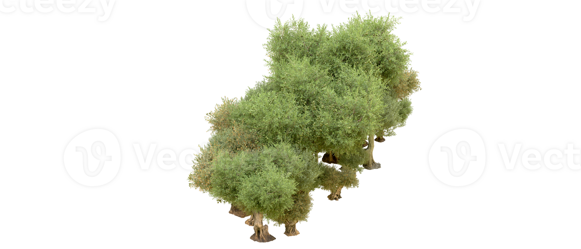 Green forest isolated on background. 3d rendering - illustration png