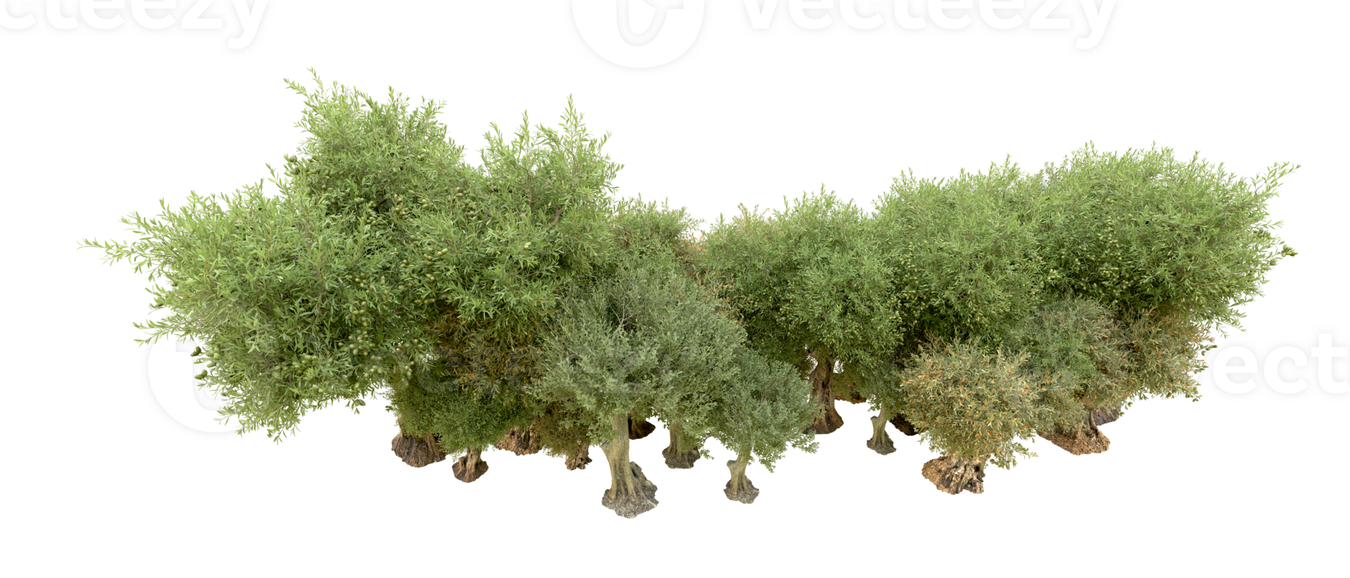 Green forest isolated on background. 3d rendering - illustration png