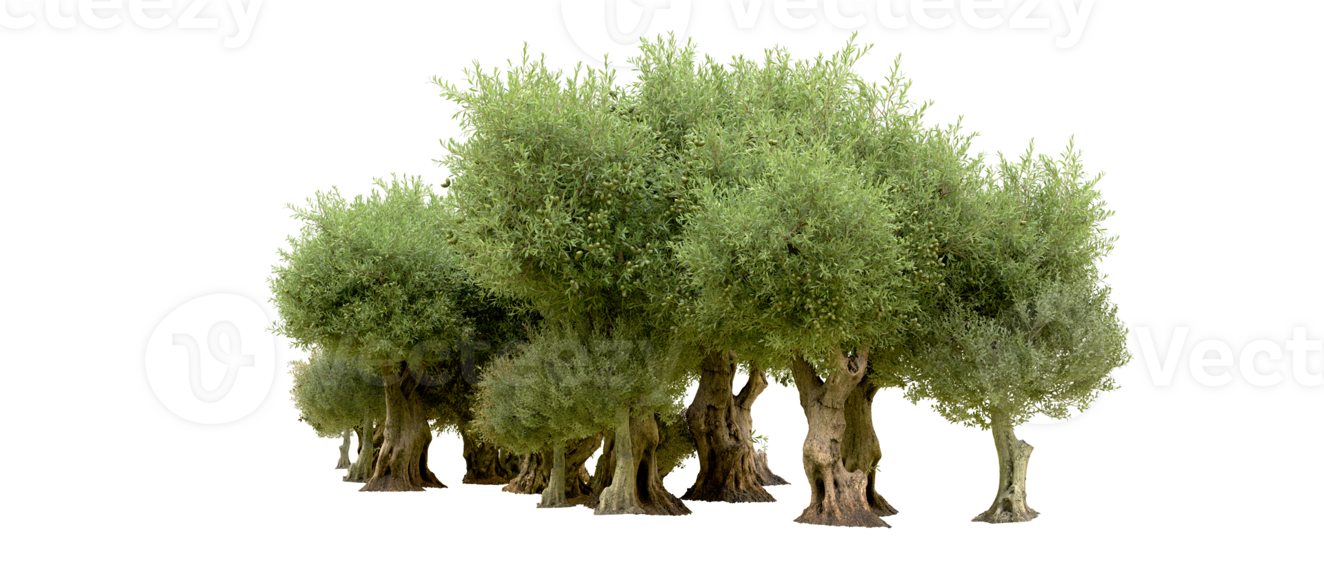 Green forest isolated on background. 3d rendering - illustration png