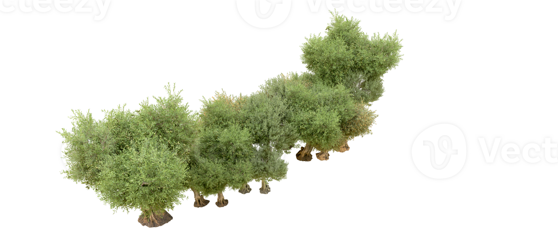 Green forest isolated on background. 3d rendering - illustration png