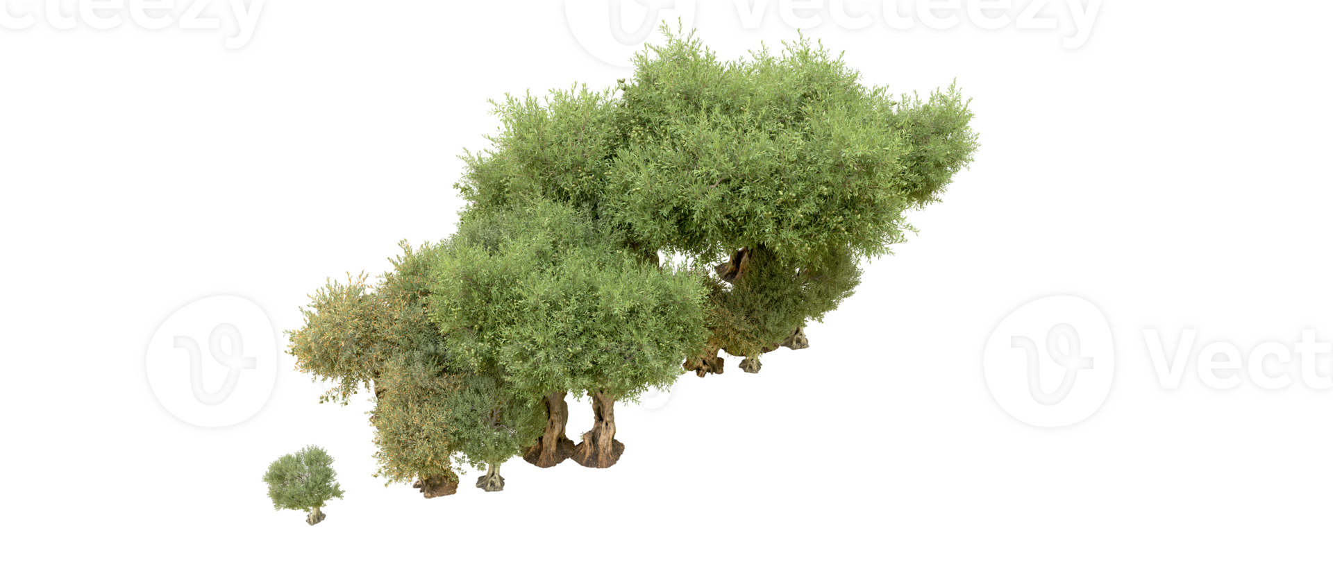Green forest isolated on background. 3d rendering - illustration png