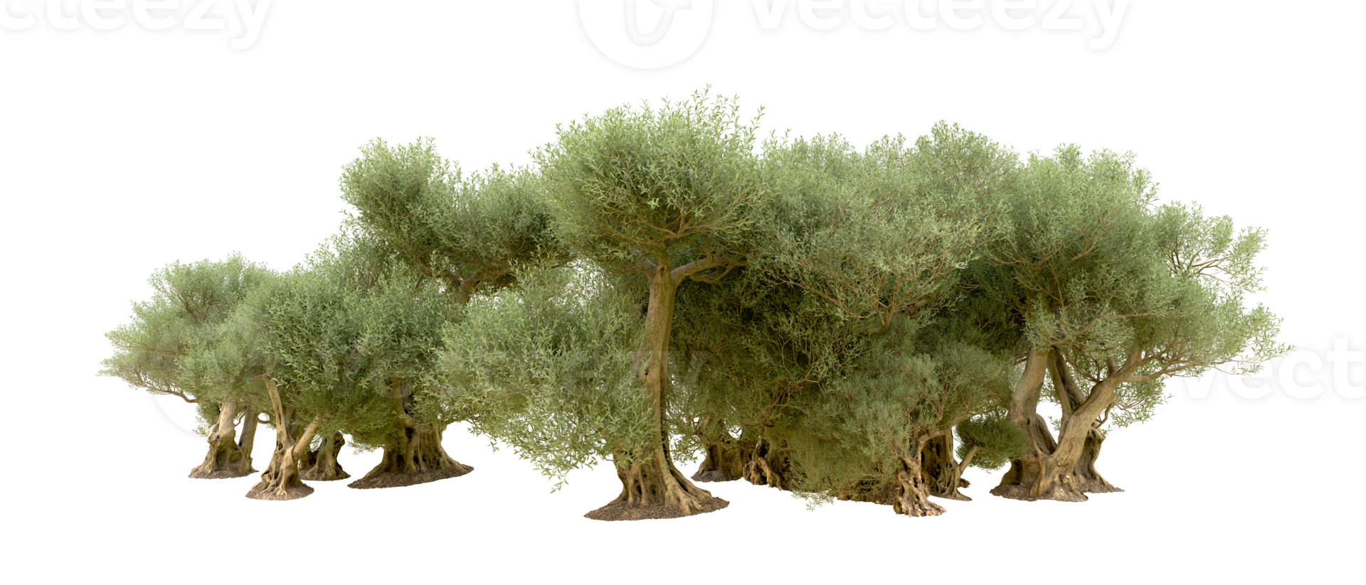 Green forest isolated on background. 3d rendering - illustration png