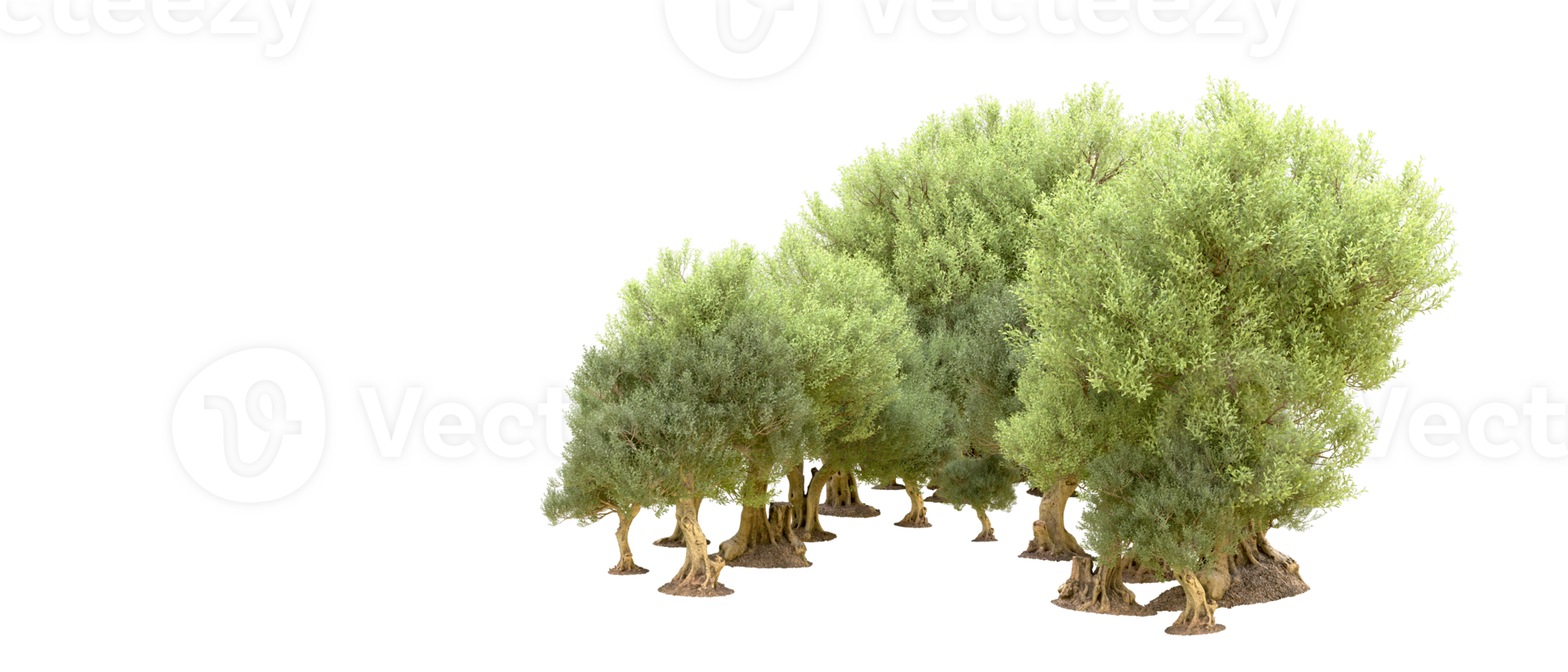 Green forest isolated on background. 3d rendering - illustration png