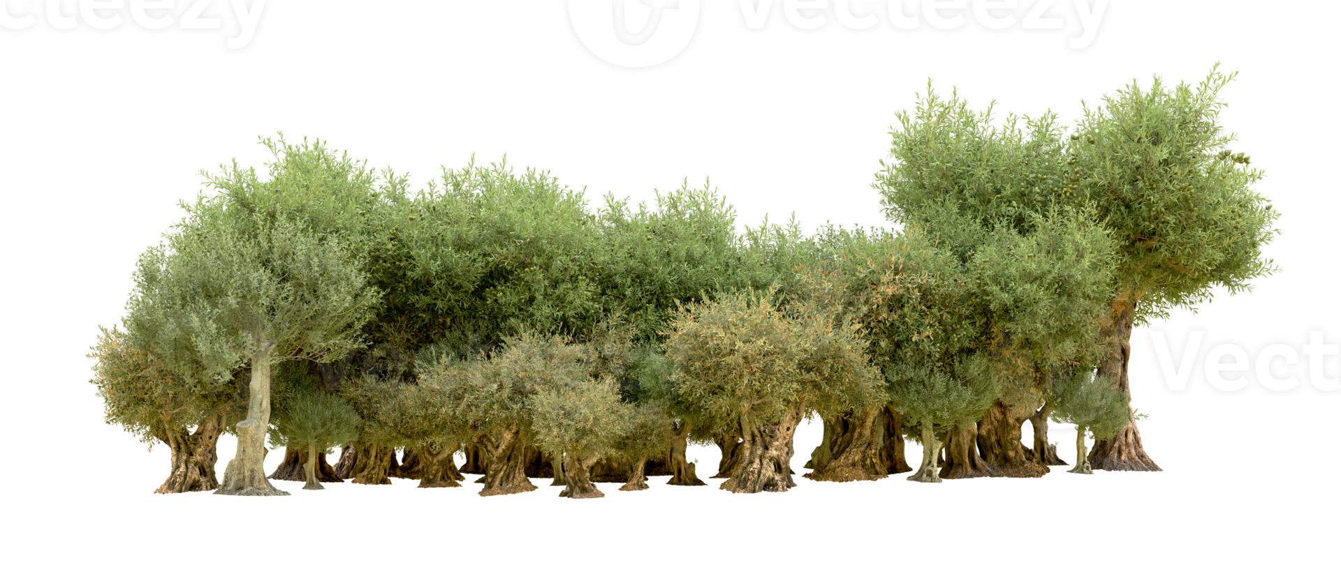 Green forest isolated on background. 3d rendering - illustration png