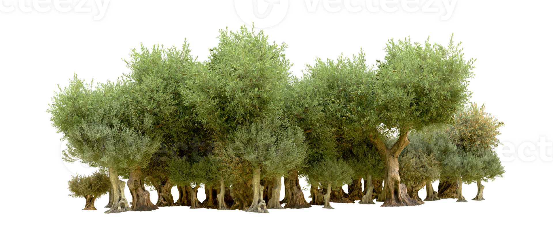 Green forest isolated on background. 3d rendering - illustration png