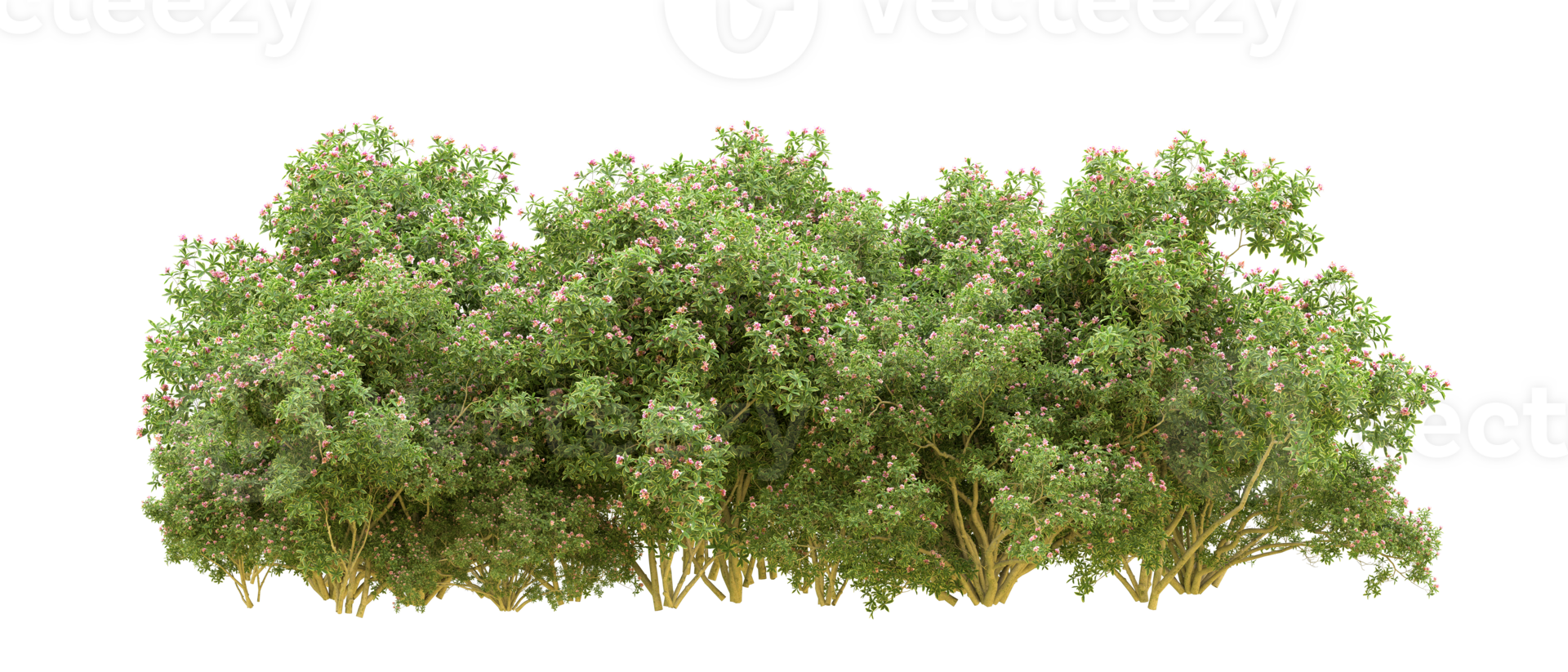 Green forest isolated on background. 3d rendering - illustration png