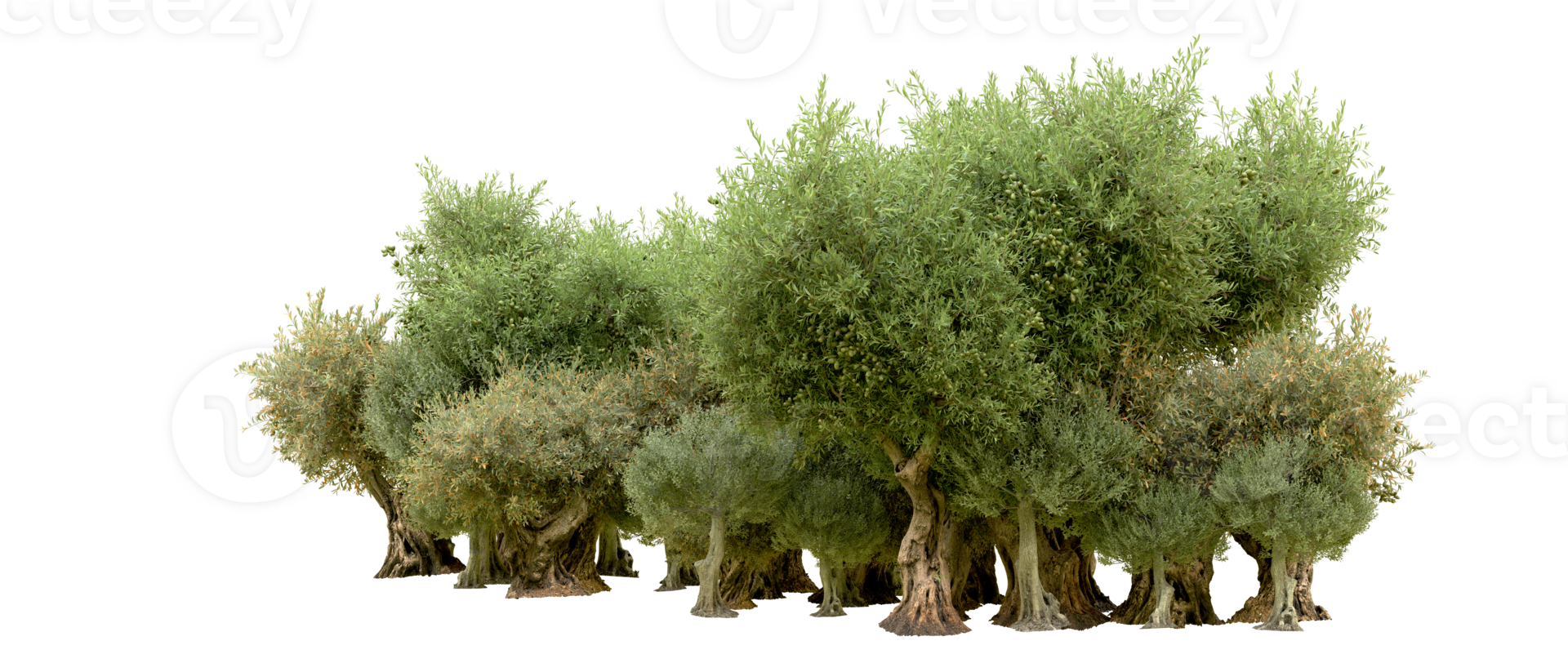 Green forest isolated on background. 3d rendering - illustration png