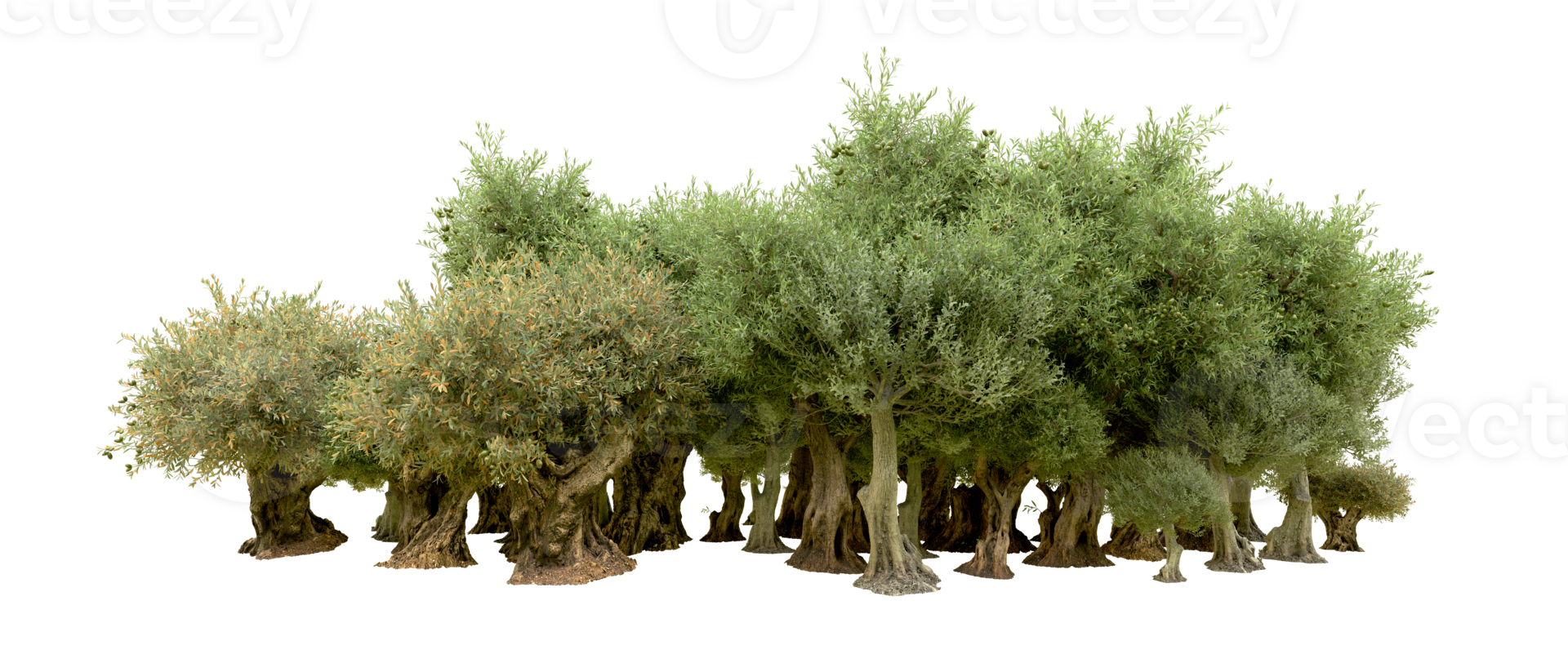 Green forest isolated on background. 3d rendering - illustration png