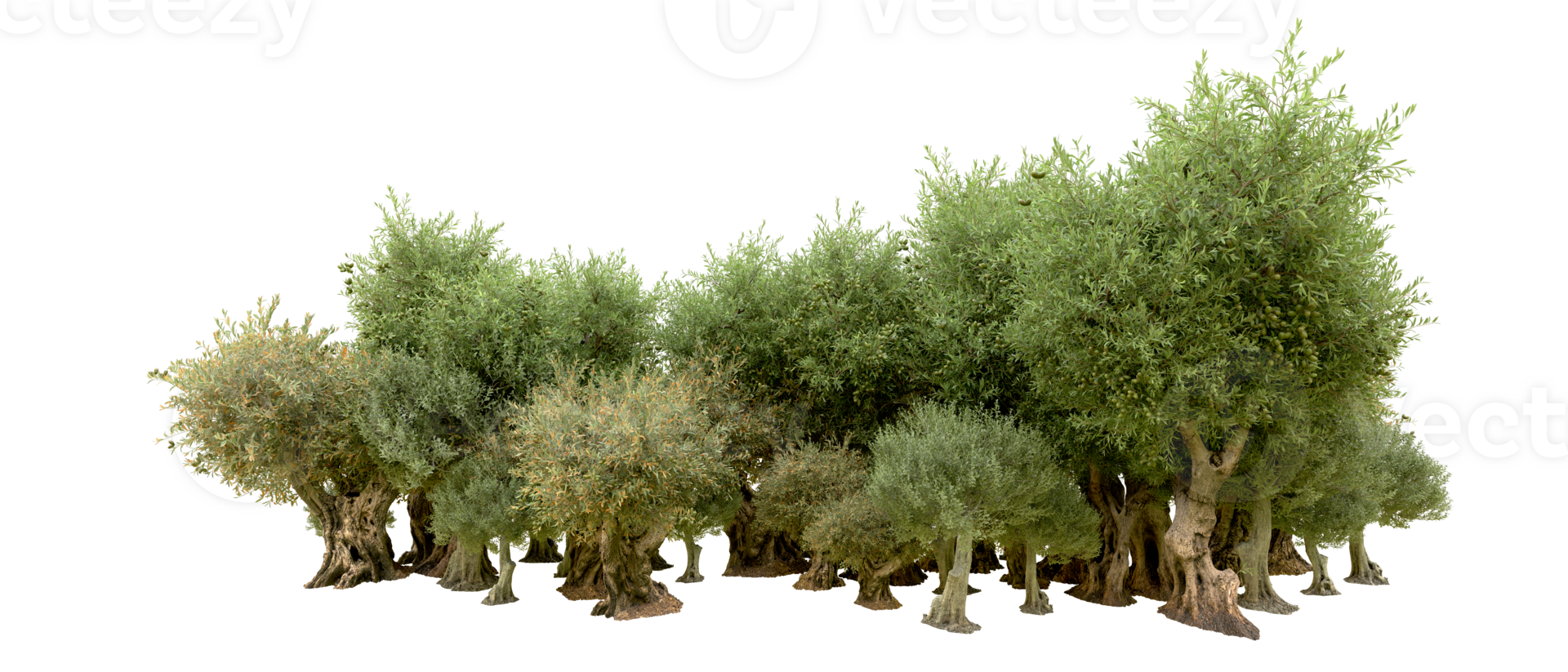 Green forest isolated on background. 3d rendering - illustration png