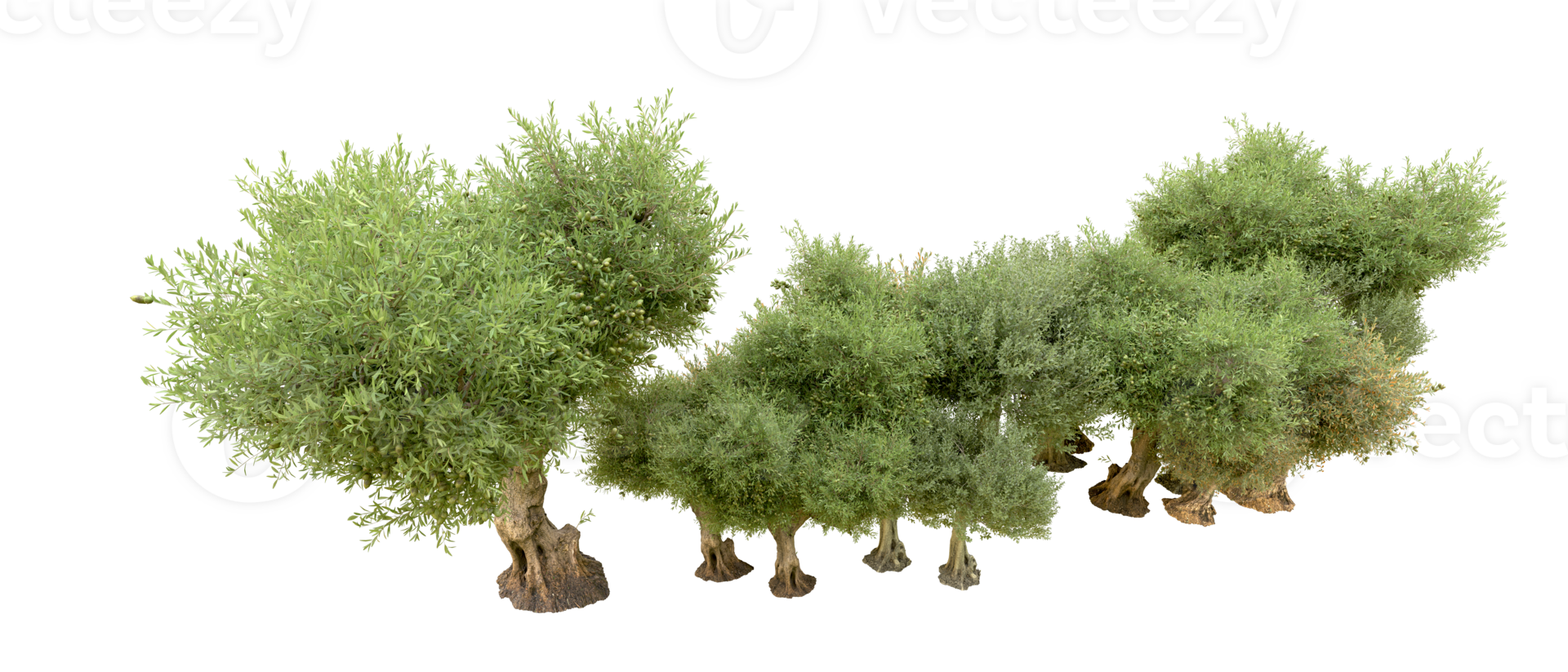 Green forest isolated on background. 3d rendering - illustration png