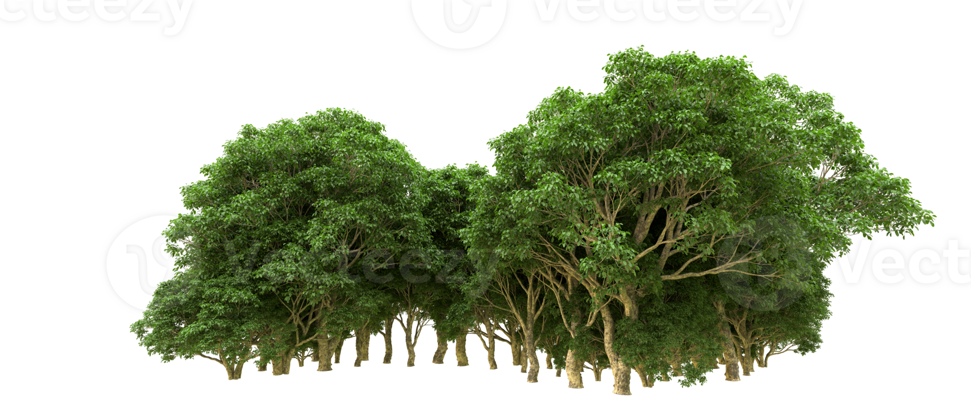 Green forest isolated on background. 3d rendering - illustration png
