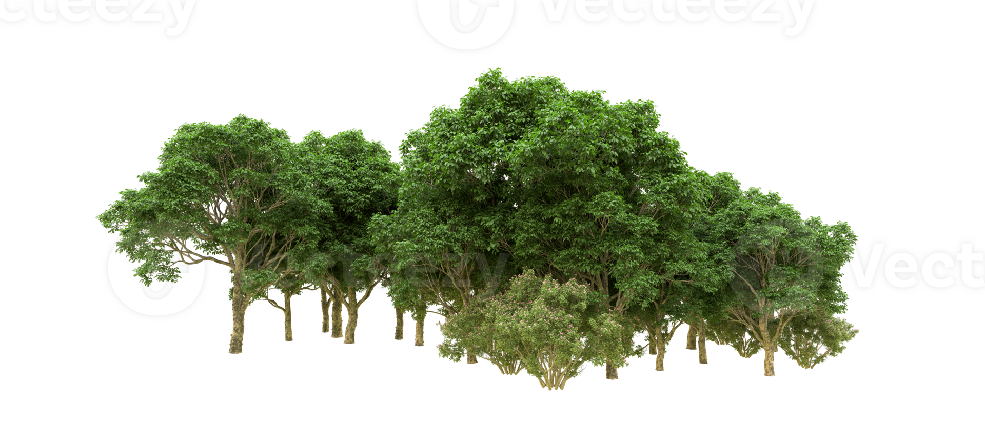 Green forest isolated on background. 3d rendering - illustration png