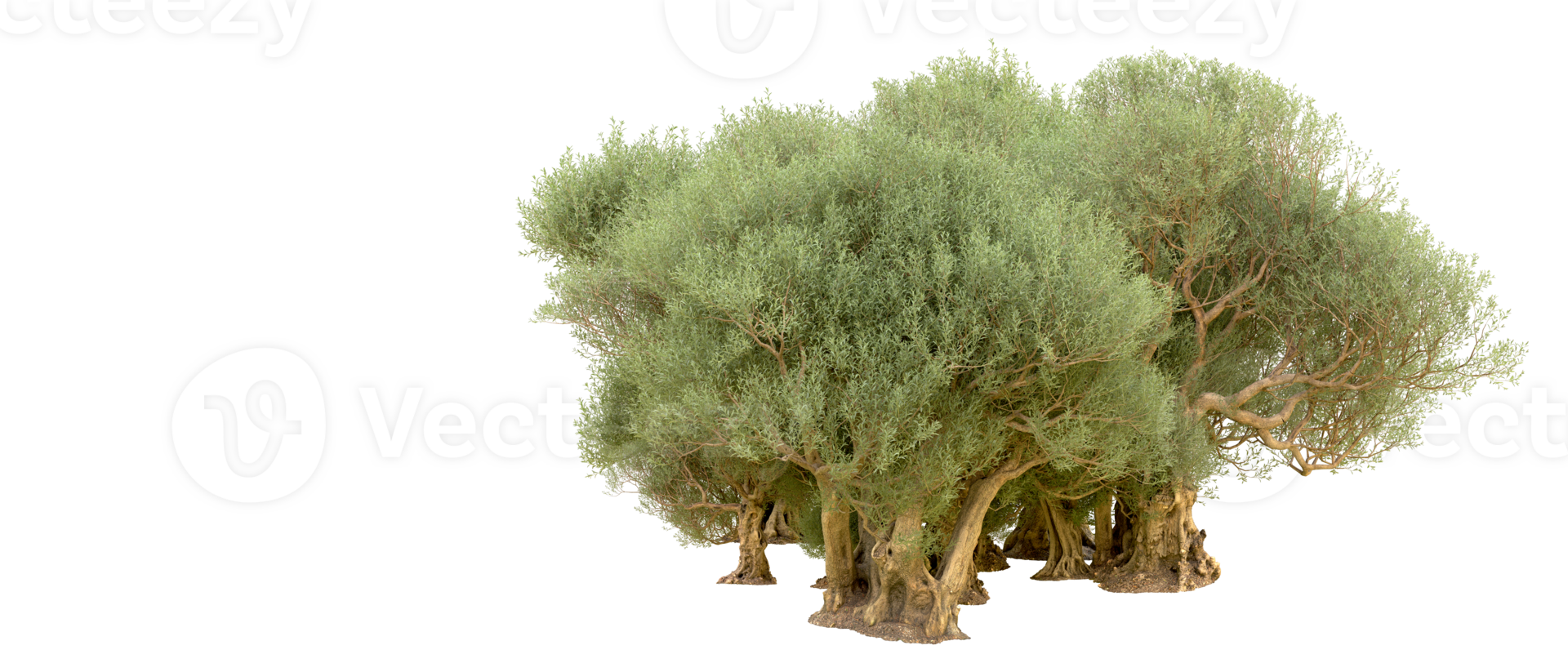 Green forest isolated on background. 3d rendering - illustration png