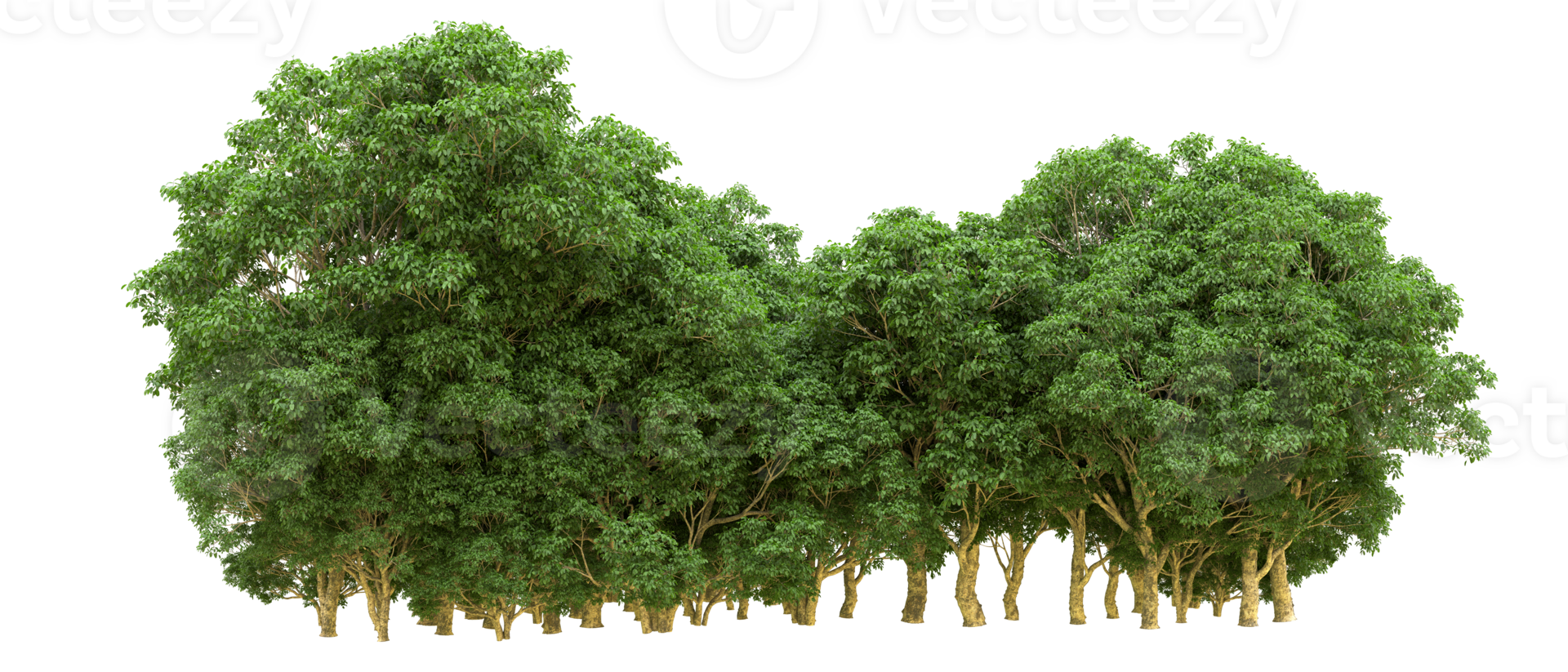 Green forest isolated on background. 3d rendering - illustration png