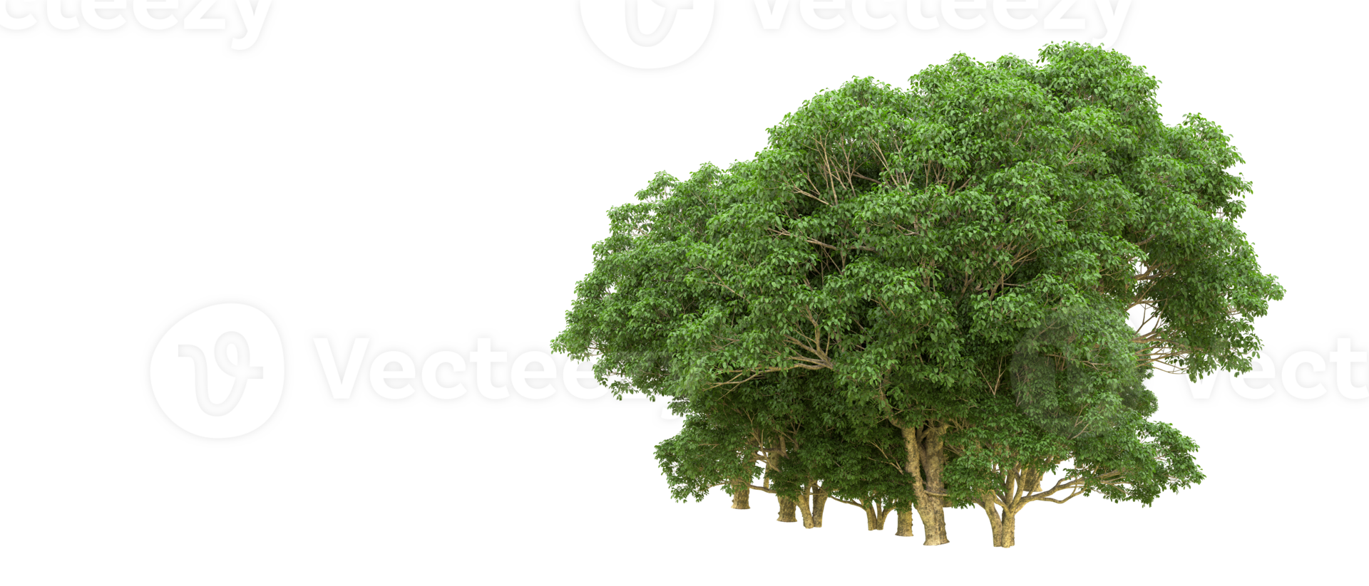 Green forest isolated on background. 3d rendering - illustration png