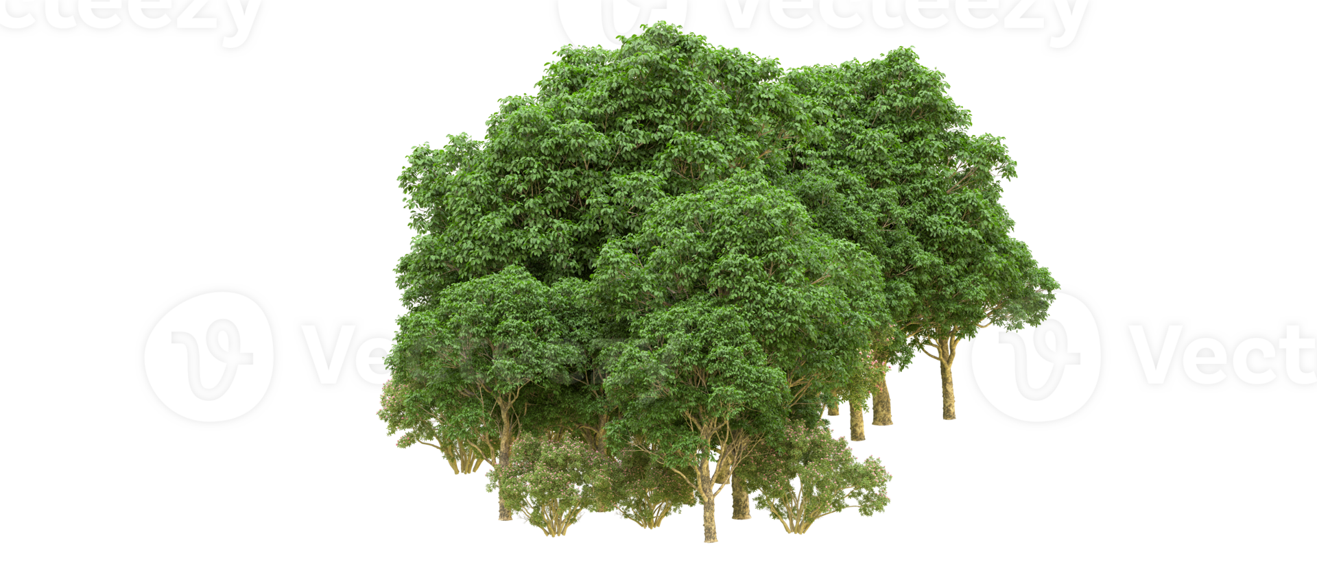 Green forest isolated on background. 3d rendering - illustration png