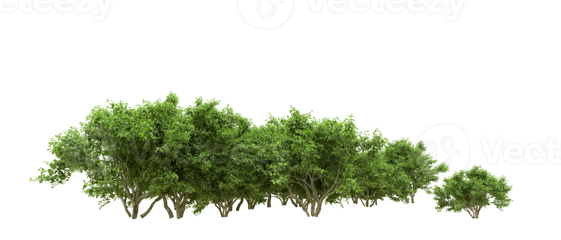 Green forest isolated on background. 3d rendering - illustration png