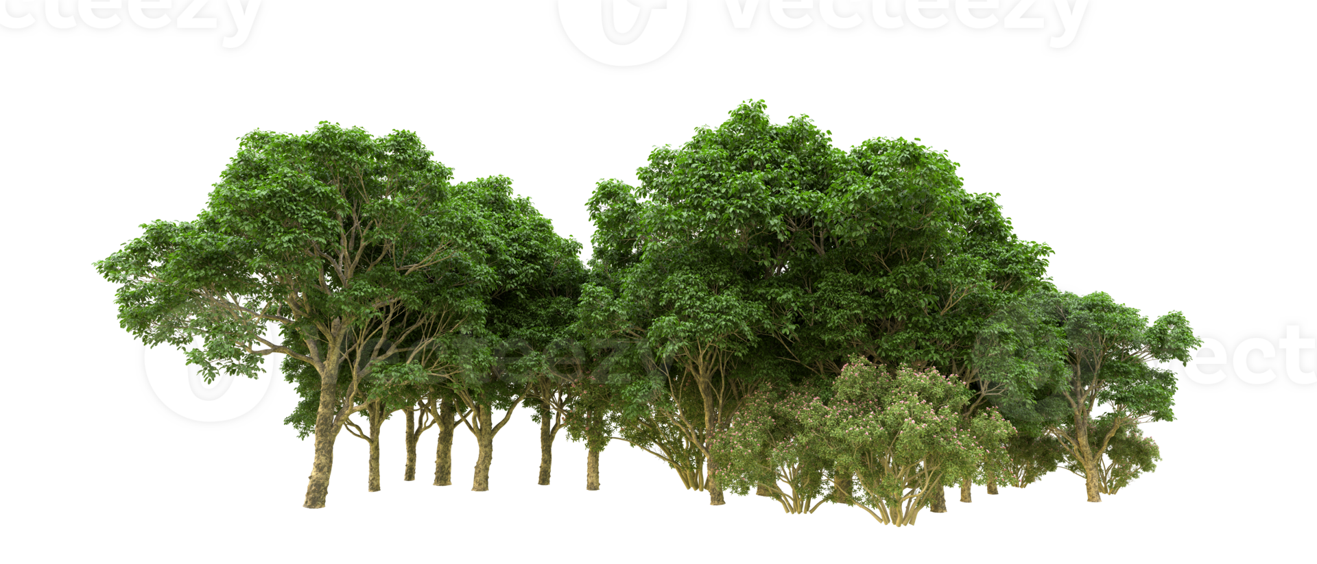 Green forest isolated on background. 3d rendering - illustration png