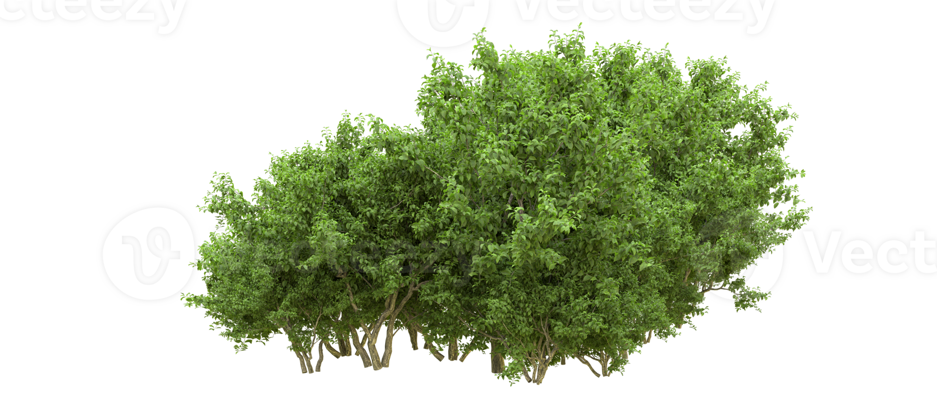 Green forest isolated on background. 3d rendering - illustration png