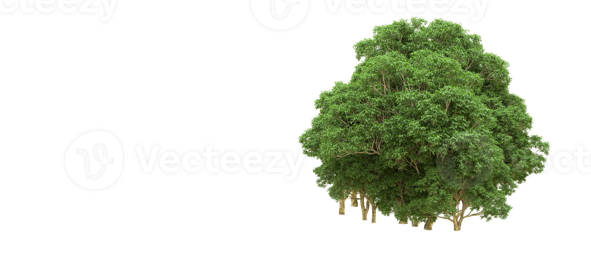 Green forest isolated on background. 3d rendering - illustration png