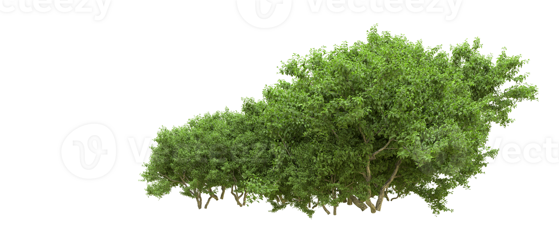 Green forest isolated on background. 3d rendering - illustration png