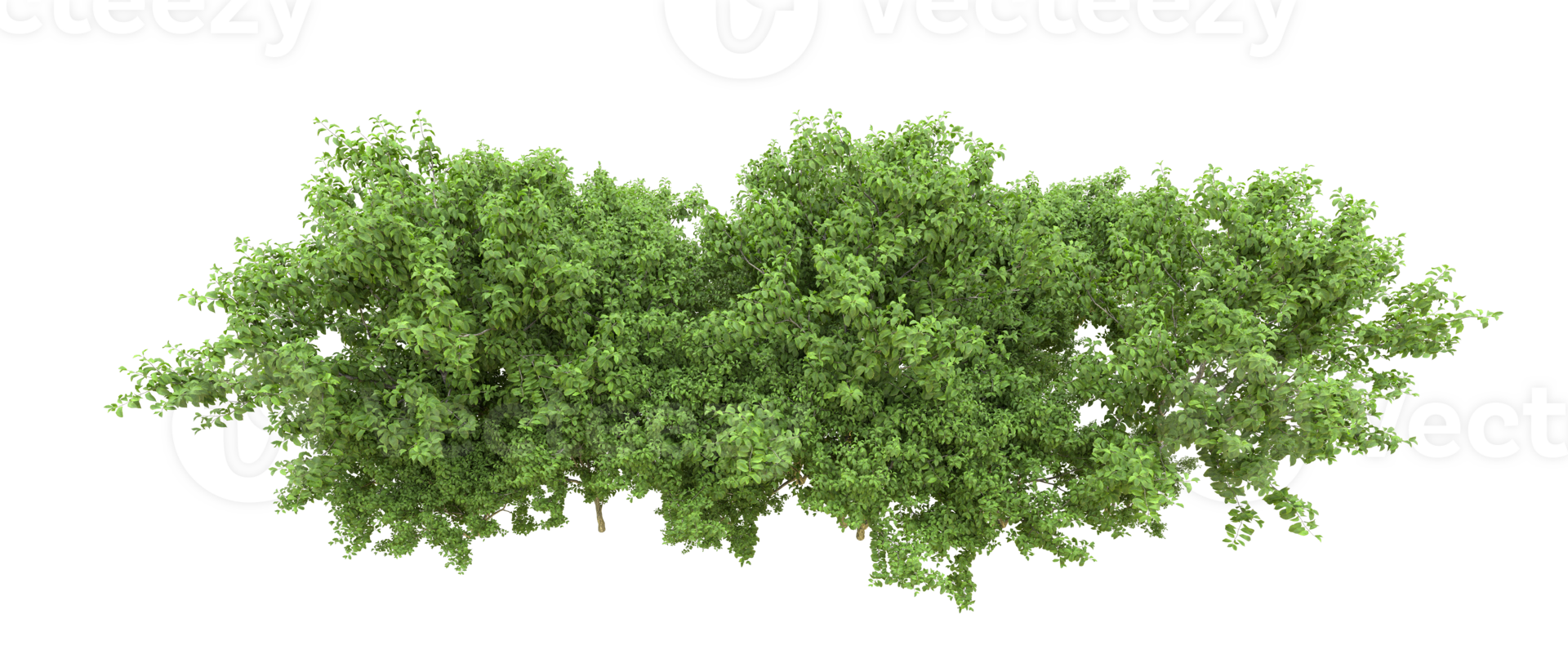 Green forest isolated on background. 3d rendering - illustration png