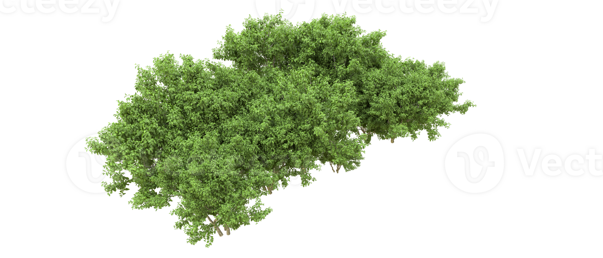 Green forest isolated on background. 3d rendering - illustration png