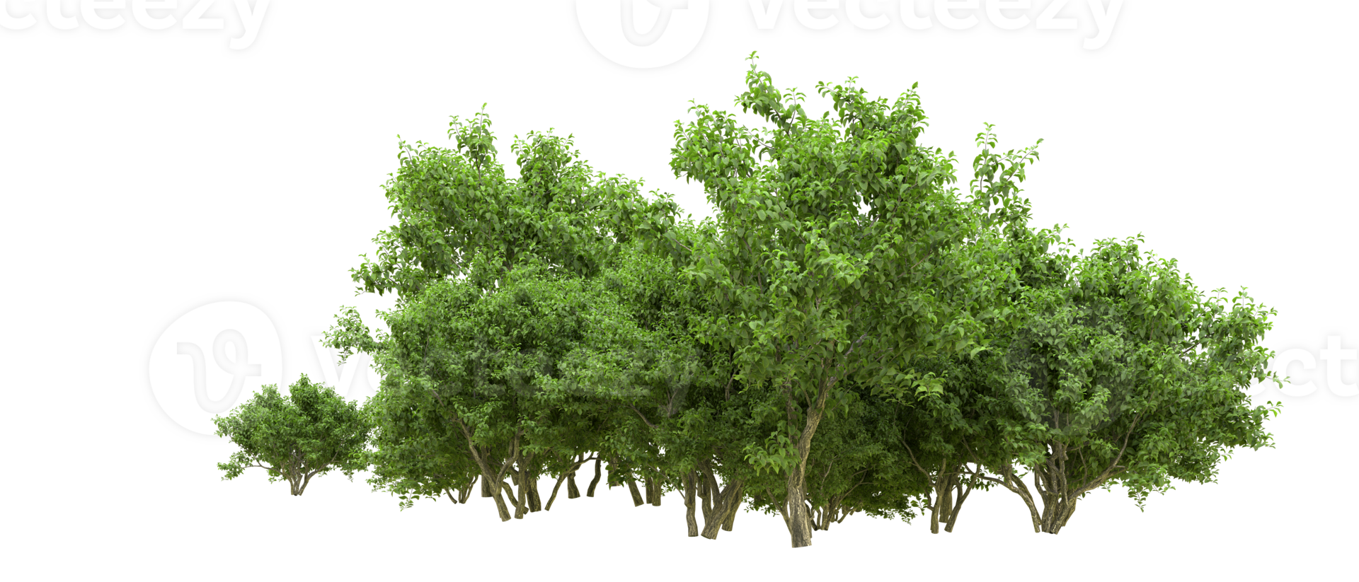 Green forest isolated on background. 3d rendering - illustration png