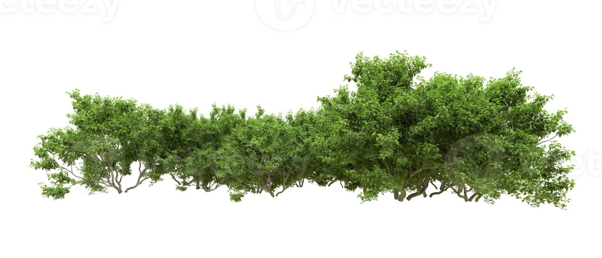 verde floresta isolado em fundo. 3d Renderização - ilustração png