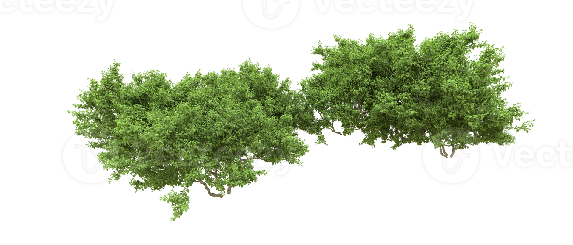 Green forest isolated on background. 3d rendering - illustration png
