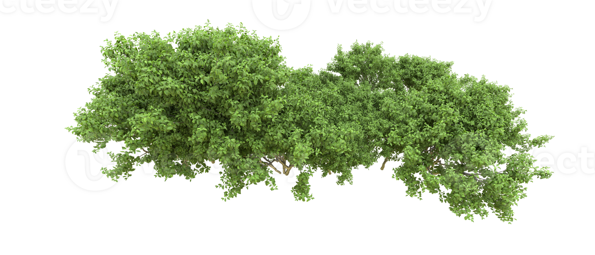 Green forest isolated on background. 3d rendering - illustration png