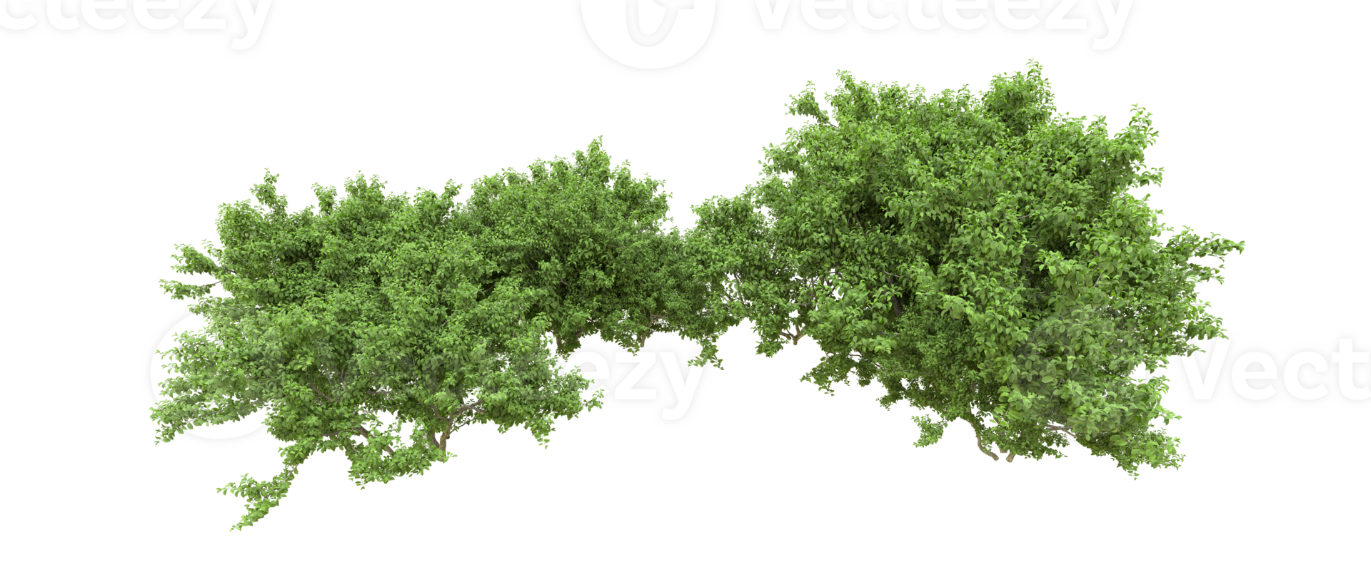 Green forest isolated on background. 3d rendering - illustration png