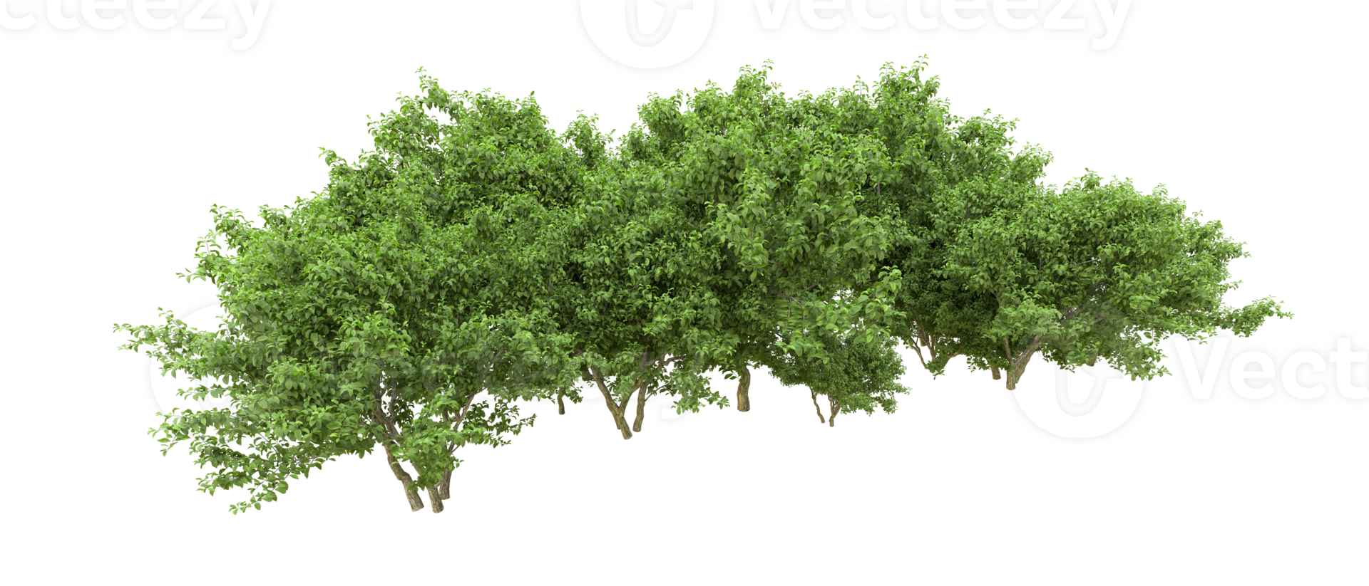 Green forest isolated on background. 3d rendering - illustration png