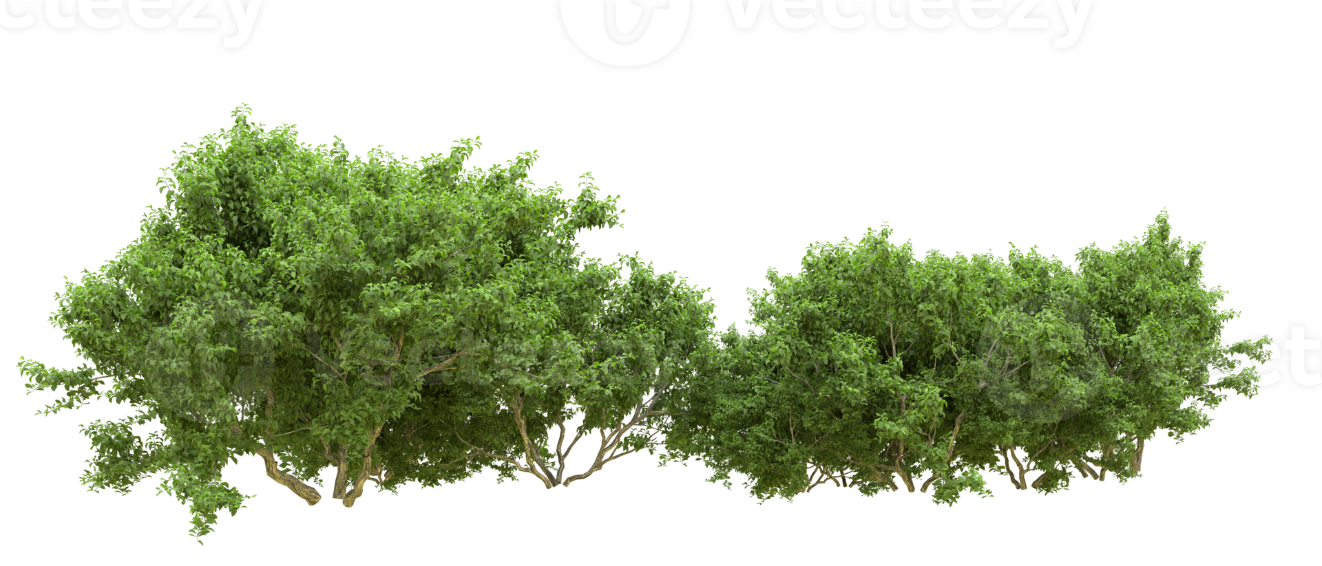Green forest isolated on background. 3d rendering - illustration png