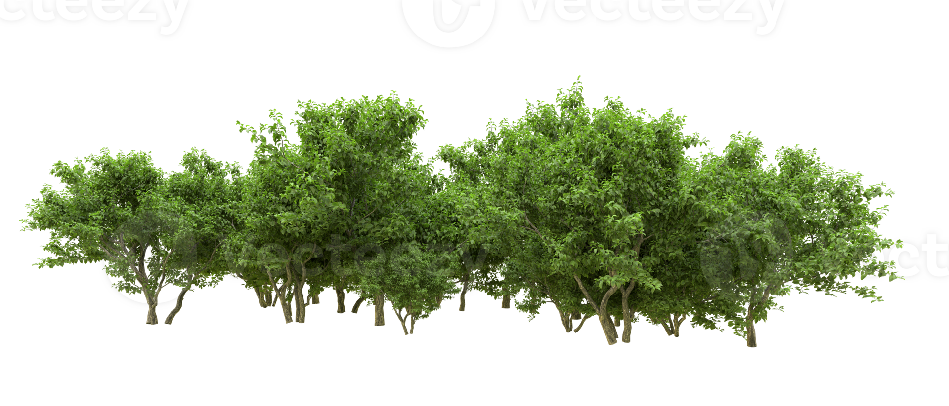 Green forest isolated on background. 3d rendering - illustration png