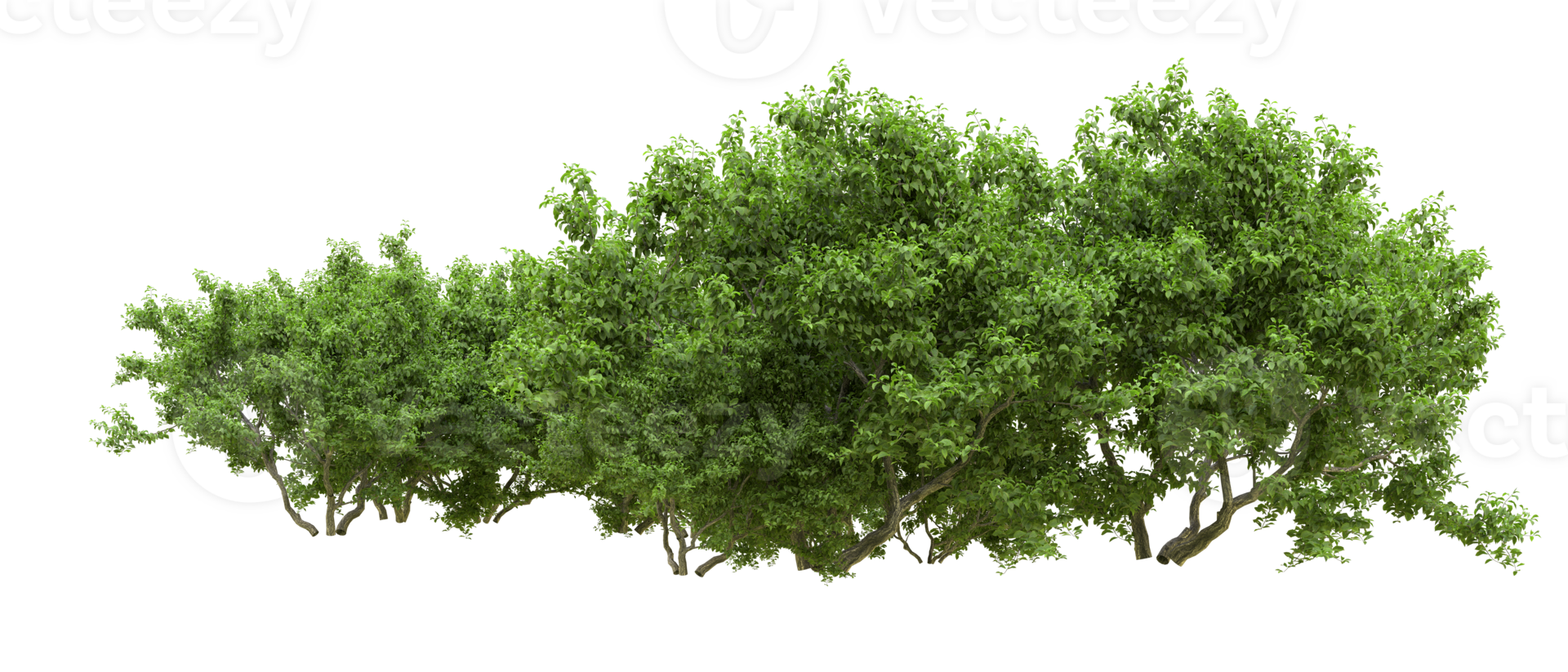 verde floresta isolado em fundo. 3d Renderização - ilustração png