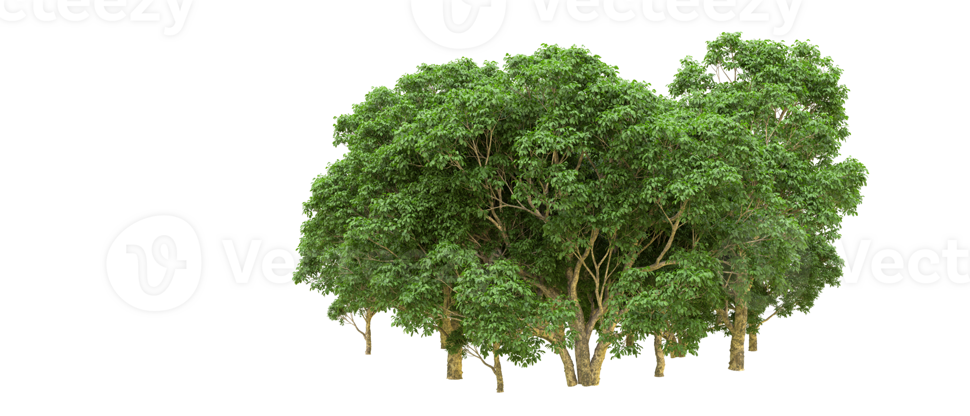 Green forest isolated on background. 3d rendering - illustration png