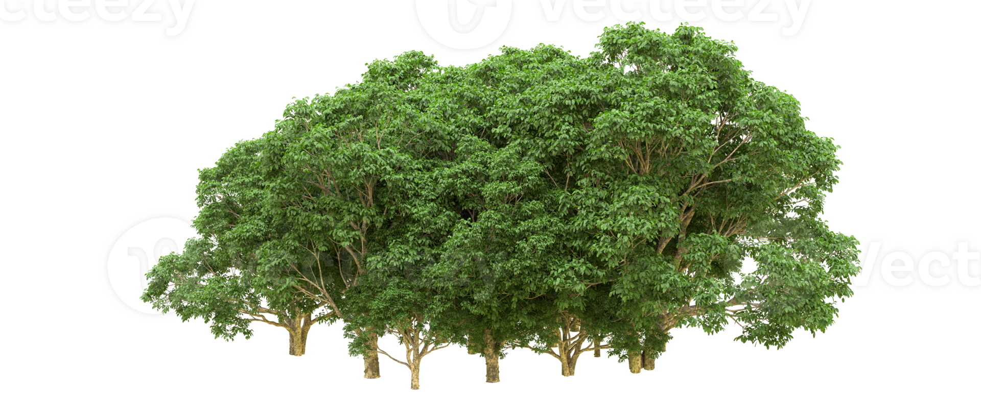Green forest isolated on background. 3d rendering - illustration png