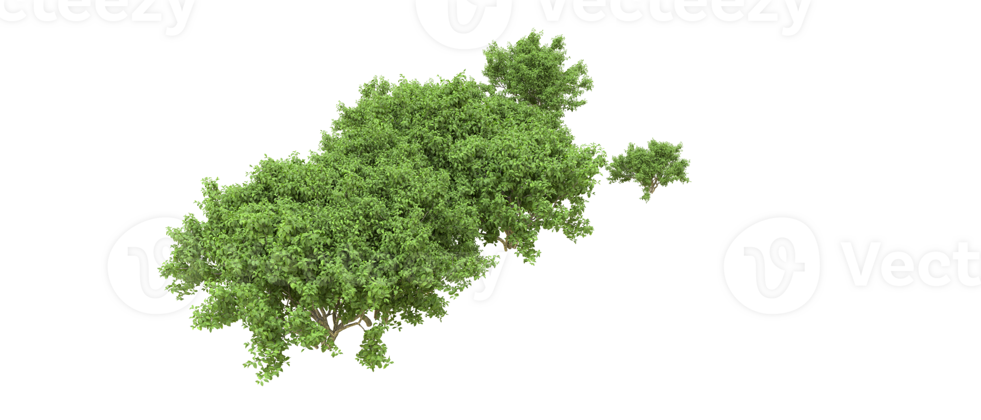 Green forest isolated on background. 3d rendering - illustration png