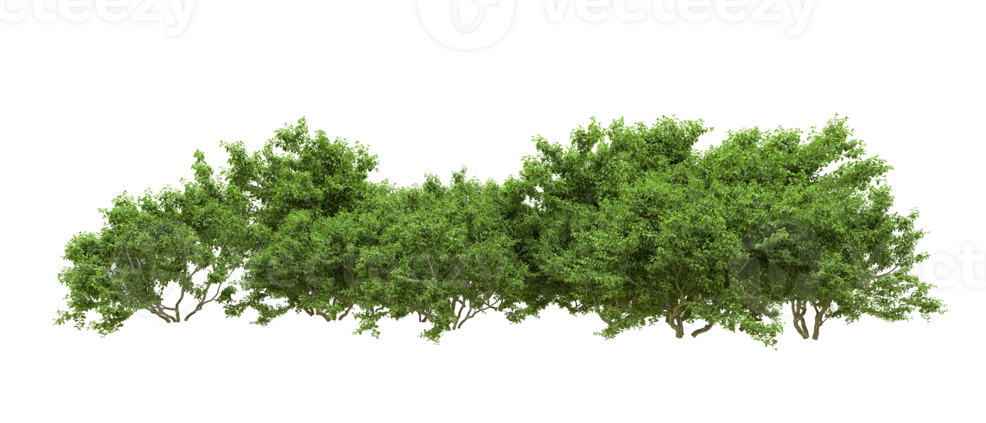 Green forest isolated on background. 3d rendering - illustration png