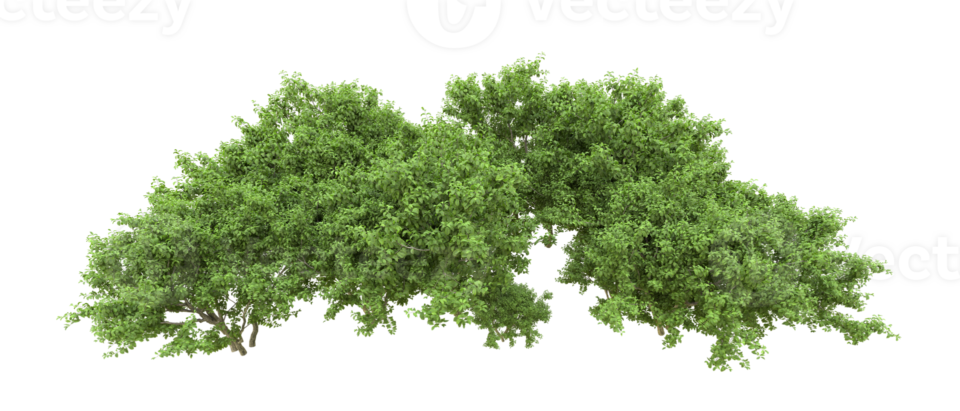 Green forest isolated on background. 3d rendering - illustration png