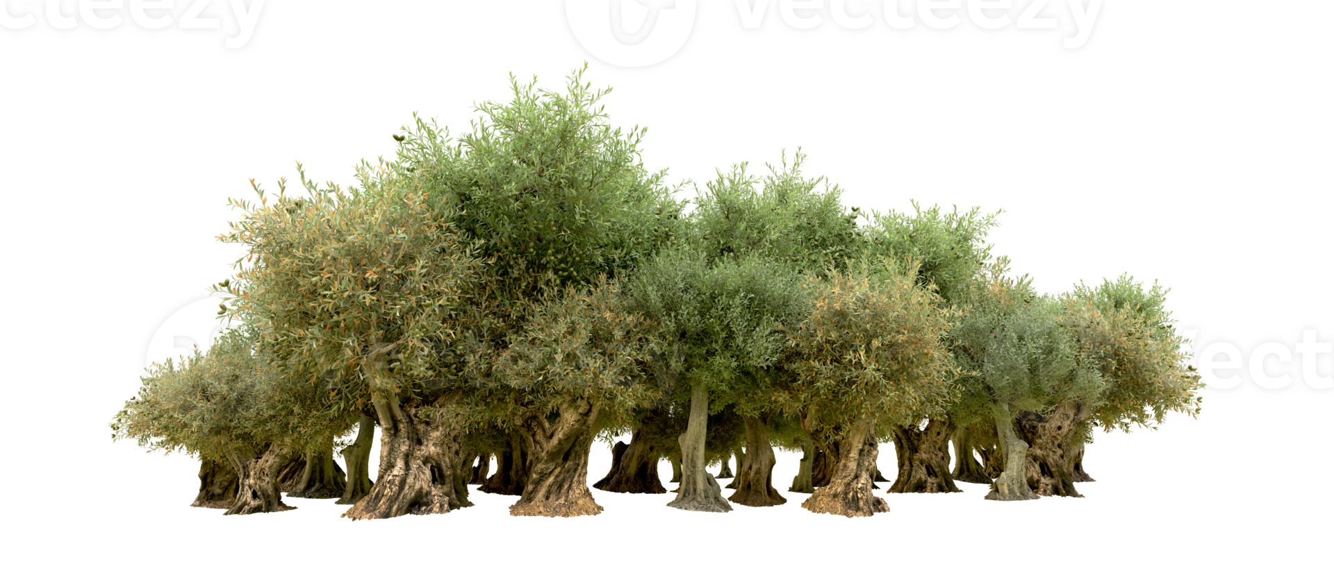 Green forest isolated on background. 3d rendering - illustration png
