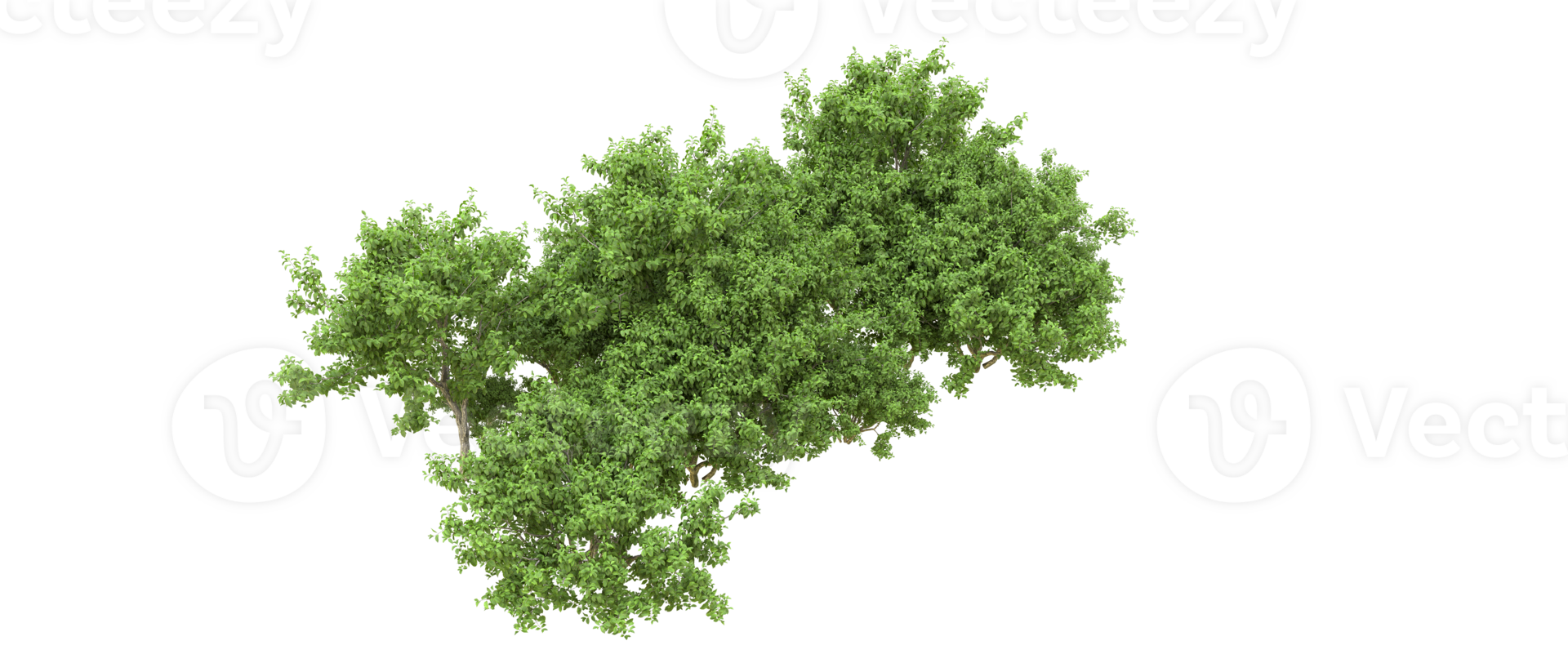 Green forest isolated on background. 3d rendering - illustration png