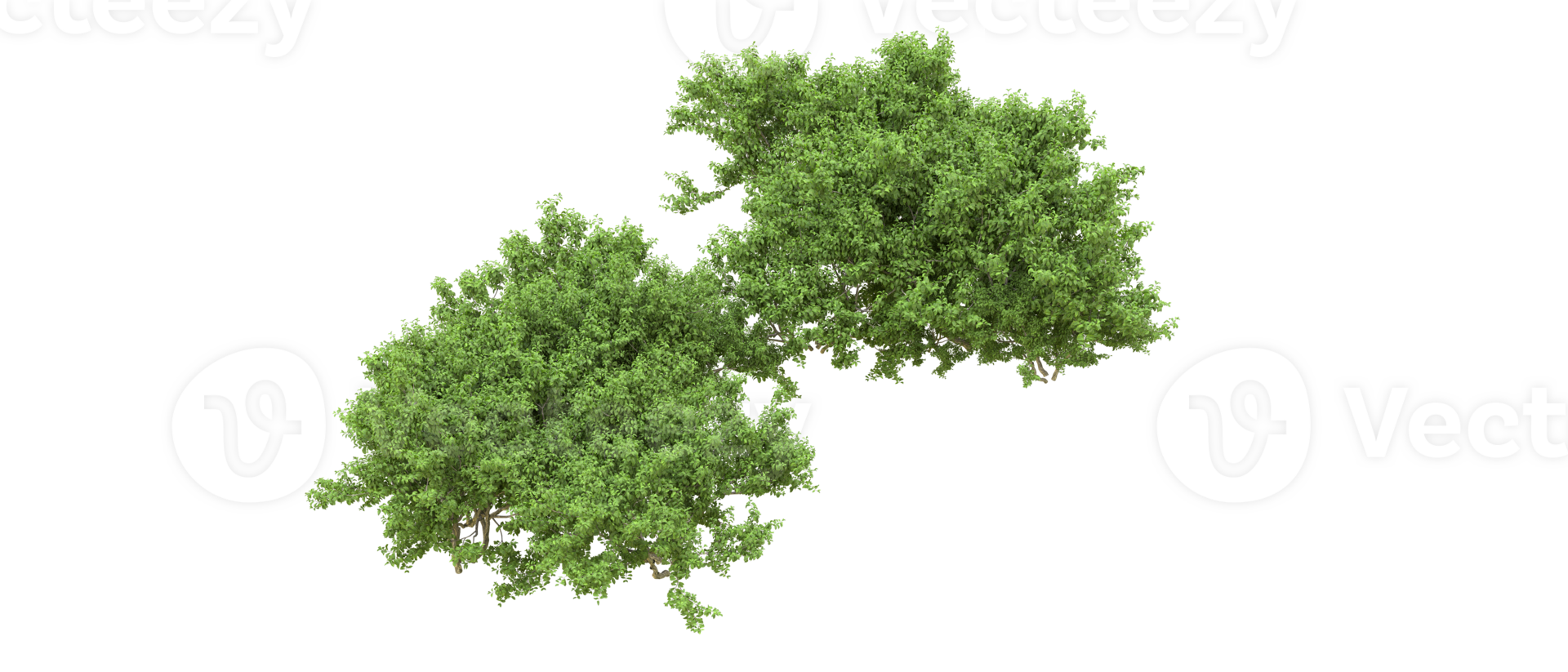 verde bosque aislado en antecedentes. 3d representación - ilustración png